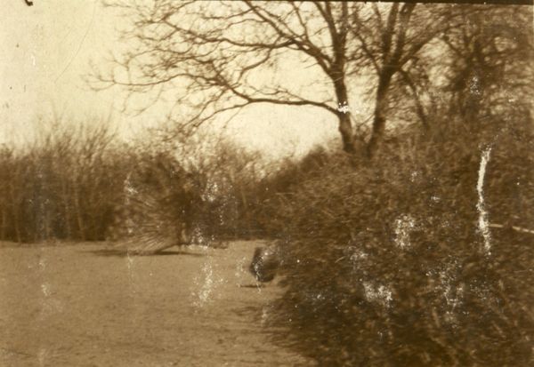 1928? Påfugl, Fallegård
Nøgleord: Kværndrup