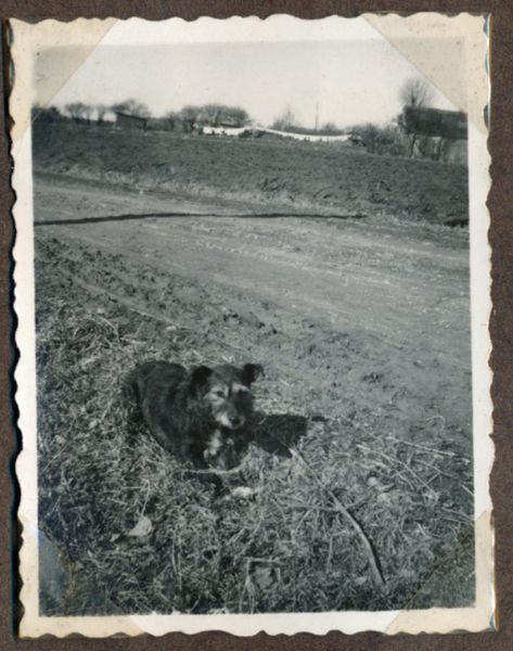 1941-04 Kissendrup
Pliniussens hund
