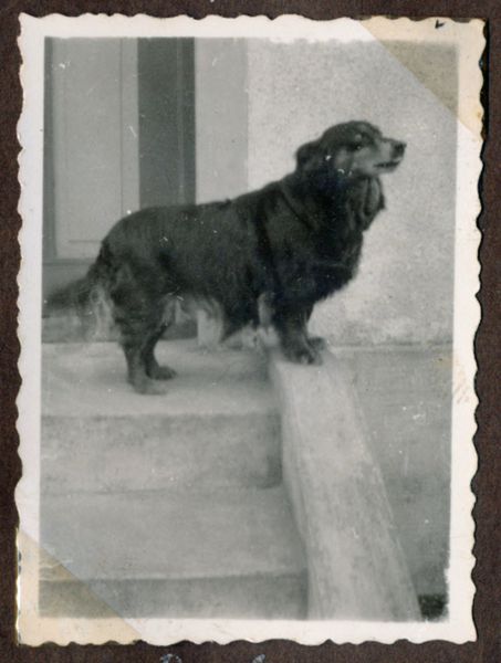 1941-04 Karl og Emmas hund
