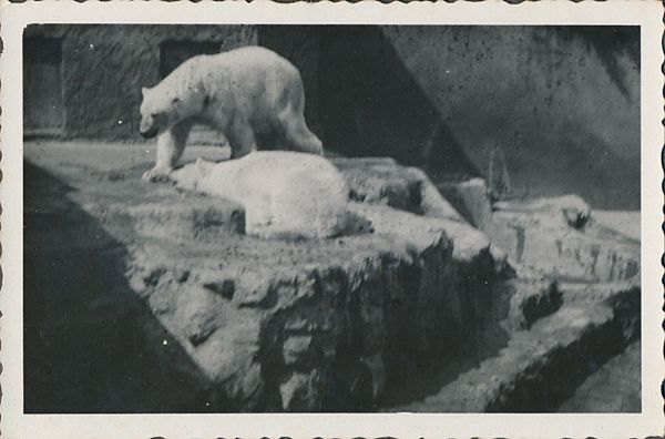 1941 - Cykelferie i Jylland
Billedtekst: "Ferien 1941" (Må være Århus Zoologisk Have)
