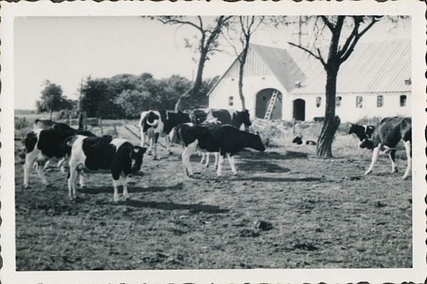 1941 - Cykelferie i Jylland
Anton og Dagnys gård i Jelstrup ved Havbro
