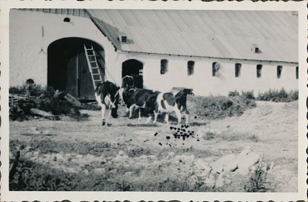 1941 - Cykelferie i Jylland
Anton og Dagnys gård i Jelstrup ved Havbro
