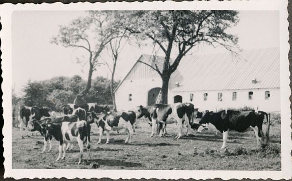 1941 - Cykelferie i Jylland
Anton og Dagnys gård i Jelstrup ved Havbro
