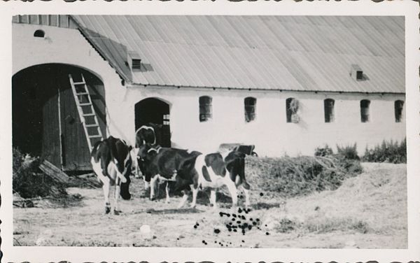 1941 - Cykelferie i Jylland
Anton og Dagnys gård i Jelstrup ved Havbro
