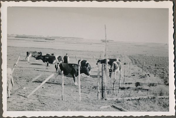 1941 - Cykelferie i Jylland
Anton og Dagnys gård i Jelstrup ved Havbro
