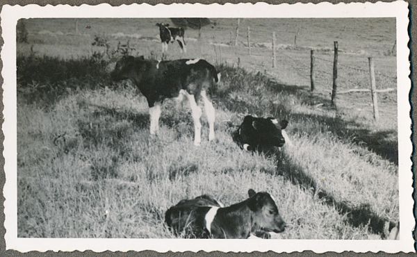 1941 - Cykelferie i Jylland
Anton og Dagnys gård i Jelstrup ved Havbro
