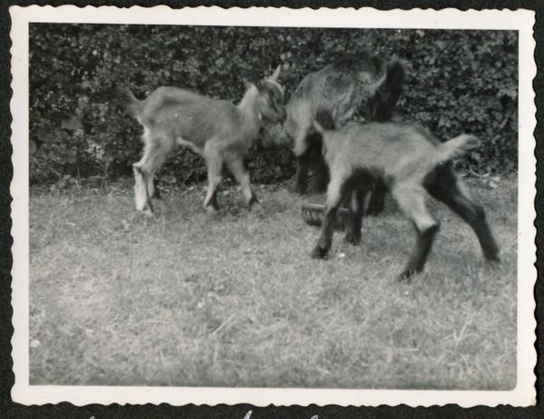 1942 Trunderup
Karl og Emmas gedekid
